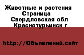  Животные и растения - Страница 2 . Свердловская обл.,Краснотурьинск г.